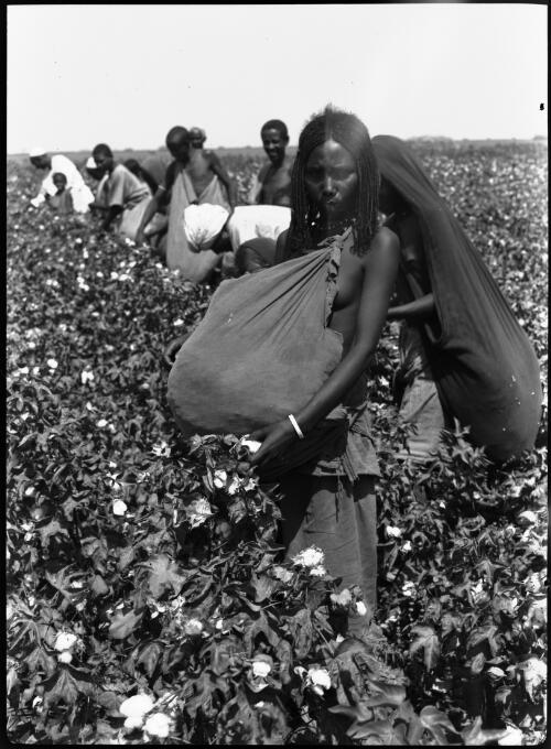 Cotton picking (Sudan Plantations Syndicate LTd. [3] [picture] : [Sudan, World War II] / [Frank Hurley]