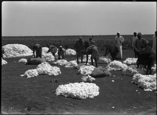 After picking the cotton [2] [picture] : [Sudan, World War II] / [Frank Hurley]