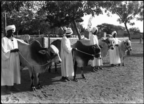 Kenana Breed of native cattle which have been improved by selective breeding for dual purposes, improved milk supply & bulls for working [picture] : [Sudan, World War II] / [Frank Hurley]