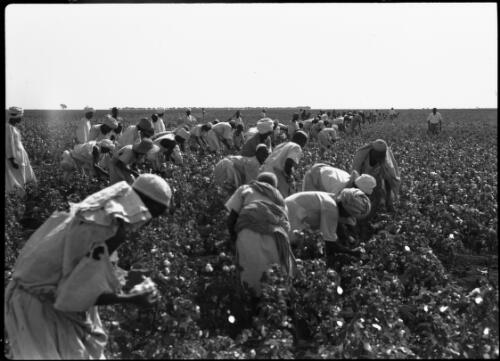 Cotton Sudan [1] [picture] : [Sudan, World War II] / [Frank Hurley]