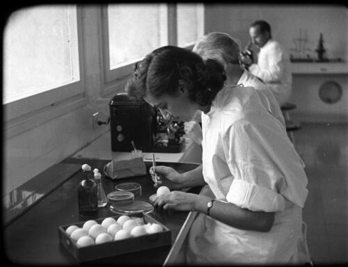 The Hebrew Medical School University Library [Jerusalem, students at work in the laboratory, 2] [picture] / [Frank Hurley]