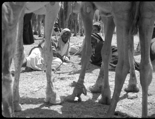Beersheba [Palestine, view through camels' legs of two men at rest [picture] / [Frank Hurley]