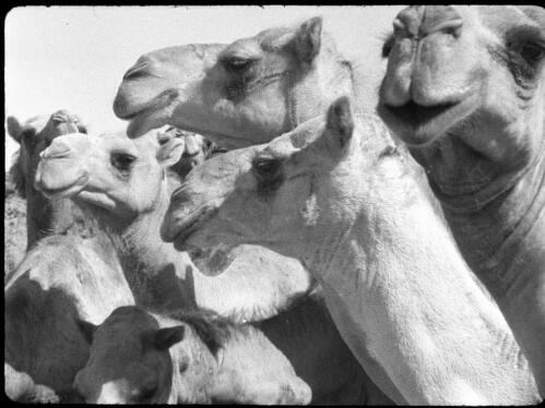 Beersheba [Palestine, close-up of four camels] [picture] / [Frank Hurley]