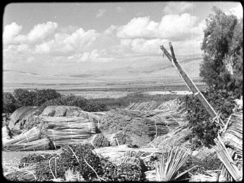 Huleh [Palestine, neatly bundled sheaves of swamp reeds, used for making mats, 1] [picture] / [Frank Hurley]