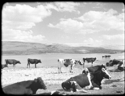 Huleh [herd of cattle on the foreshores of Lake Huleh, North Palestine] [picture] / [Frank Hurley]