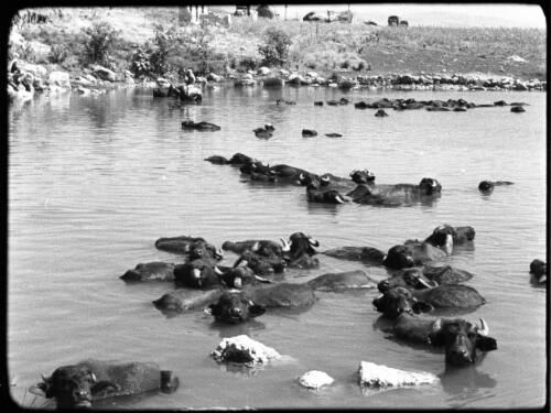 Huleh [flat-horned buffalo wallowing in the swamps of Lake Huleh, North Palestine] [picture] / [Frank Hurley]