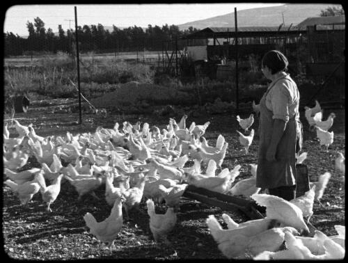 Dganiyeh [woman feeding hens in yard, Degania Palestine] [picture] / [Frank Hurley]