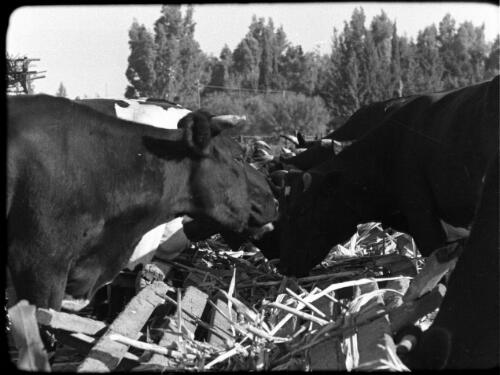 Dganiyeh [feeding farm cows, Degania Palestine] [picture] / [Frank Hurley]