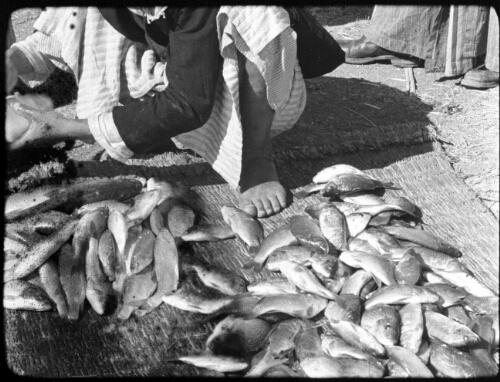 Lake of Galilee [catch of fish on reed mat] [picture] / [Frank Hurley]