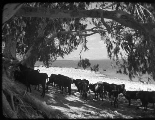 Lake of Galilee [cattle under shade of tree by lakeside] [picture] / [Frank Hurley]