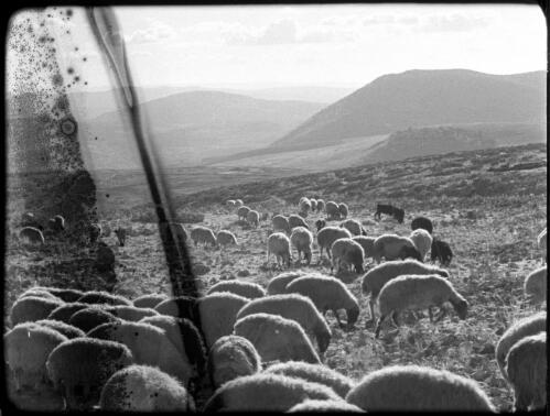 Lake of Galilee [sheep grazing on rocky terrain] [picture] / [Frank Hurley]