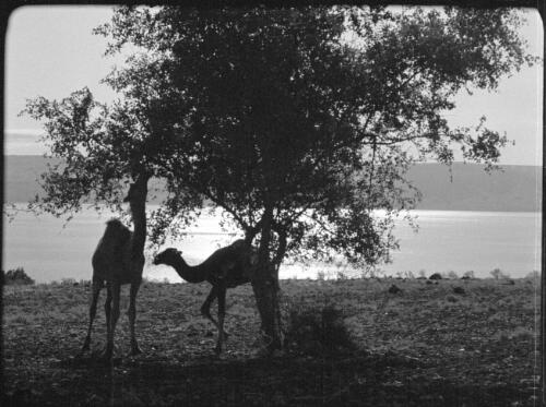 Lake of Galilee [two camels under the shade of a tree] [picture] / [Frank Hurley]