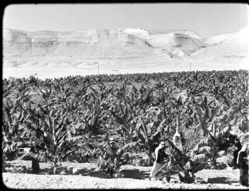 Jericho & Banana Plantation [general elevated view of the banana planatation] [picture] / [Frank Hurley]