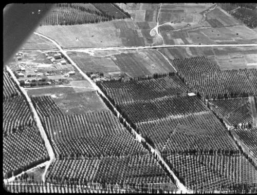 Jaffa & orange groves & packing oranges [aerial view of orange groves, 3] [picture] : [Palestine] / [Frank Hurley]