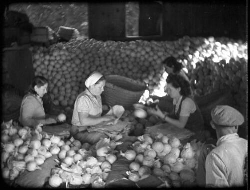 Jaffa & orange groves & packing oranges [sorting oranges, 2] [picture] : [Palestine] / [Frank Hurley]