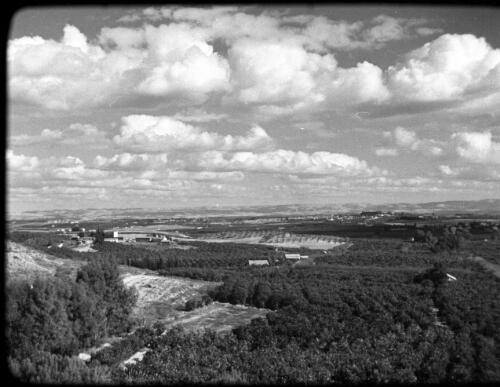 Jaffa & orange groves & packing oranges [elevated view of orange groves] [picture] : [Palestine] / [Frank Hurley]