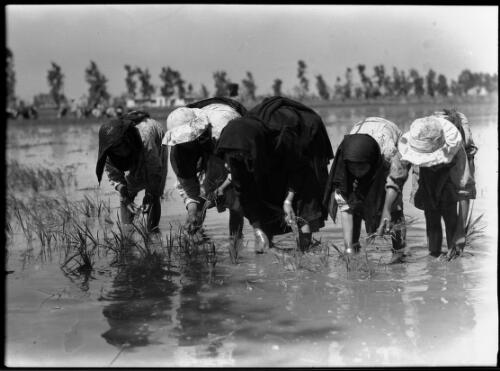 [Five women planting crops] [picture] / [Frank Hurley]