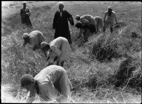 [Crop workers and overseers in the fields] [picture] / [Frank Hurley]