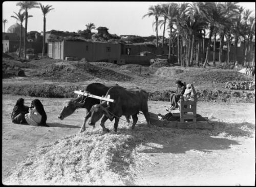 [Harvesting scene of buffaloes pulling the thresher over the grain] [picture] / [Frank Hurley]
