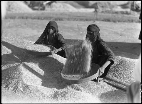 [Winnowing the grain] [picture] / [Frank Hurley]