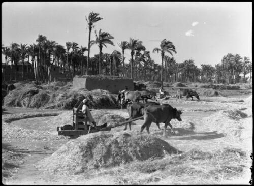 [Threshing scene, Middle East] [picture] / [Frank Hurley]