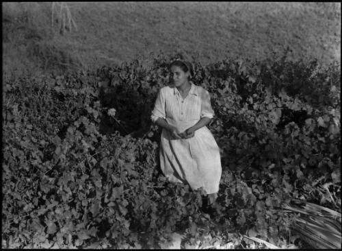 [Peasant woman amongst the vines] [picture] / [Frank Hurley]