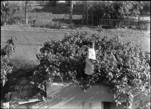 [Peasant woman amongst the rooftop (?) vines] [picture] / [Frank Hurley]