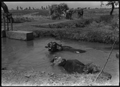 [Flat-horned oxen in water, with a straw-laden cart yoked to pair of oxen in background] [picture] / [Frank Hurley]