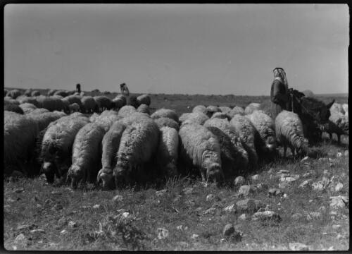 [Shepherd with donkey surrounded by grazing sheep] [picture] / [Frank Hurley]