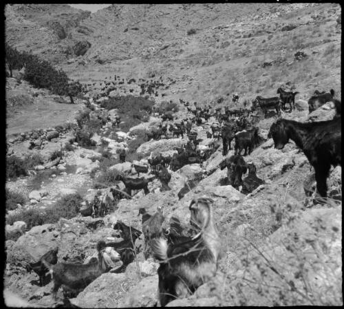 Wady ain Farre [herd of mountain sheep on rocky hillside, 2] [picture] / [Frank Hurley]