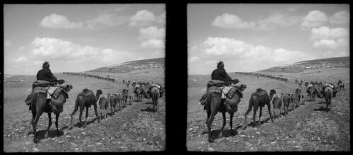 Arabs changing pastures, Transjordan [2] [picture] : [Jordan] / [Frank Hurley]