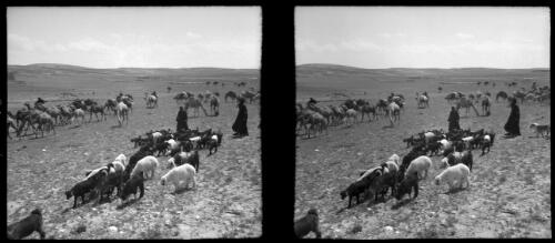 Bedouins changing camp, Transjordan [picture] : [Jordan] / [Frank Hurley]