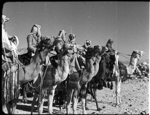 Camels, camel detachment [soldiers on camels in Arab dress, profile shot, 1] [picture] : [Jordan] / [Frank Hurley]