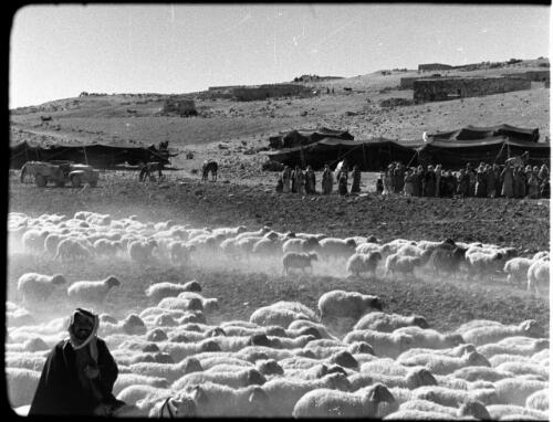 Kerak [Bedouin and sheep in foreground, Bedouin campsite behind] [picture] : [Jordan] / [Frank Hurley]