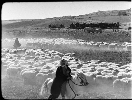 Kerak [Bedouin on horseback and another behind surrounded by sheep, campsite and lorry background, 1] [picture] : [Jordan] / [Frank Hurley]