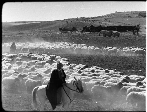 Kerak [Bedouin on horseback and another behind surrounded by sheep, campsite and lorry background, 2] [picture] : [Jordan] / [Frank Hurley]