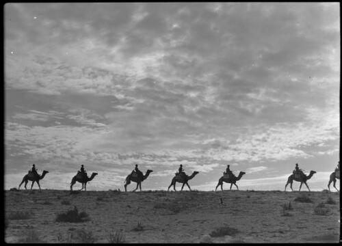 [Soldiers on camels, ca. 1940-1946, 3] [picture] : [Barqah, Libya] / [Frank Hurley]