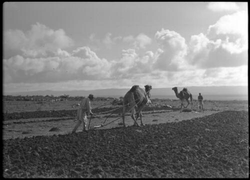 Typical method of old time ploughing anywhere in Cyrenaica [picture] : [Barqah, Libya] / [Frank Hurley]
