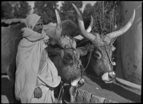[Man standing next to two bulls, ca. 1940-1946] [picture] : [Barqah, Libya] / [Frank Hurley]