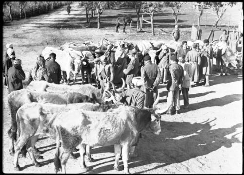 [Derna, cattle market with orchard behind, ca. 1940-1946] [picture] : [Barqah, Libya] / [Frank Hurley]
