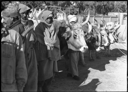 [Derna, cattle market with truck behind, ca. 1940-1946] [picture] : [Barqah, Libya] / [Frank Hurley]