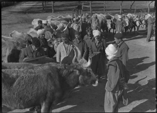 Derna [cattle market, ca. 1940-1946] [picture] : [Barqah, Libya] / [Frank Hurley]