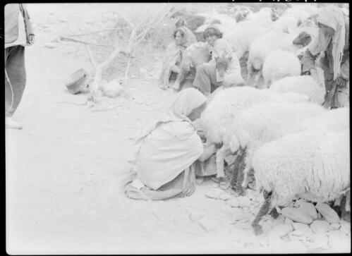 [Young girl milking a sheep] [picture] : [Iran, World War II] / [Frank Hurley]