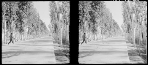 Isfahan [tree-lined street with one figure crossing] [picture] : [Iran, World War II] / [Frank Hurley]