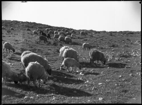 Palestine sheep [World War II] [picture] : [Iran] / [Frank Hurley]