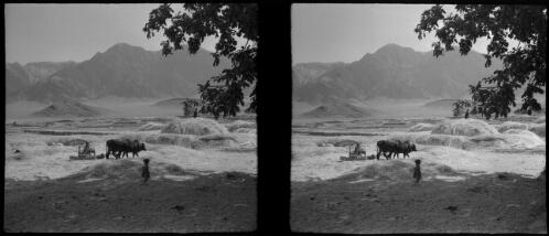 Near Mahoun Kerman [farm animals pulling wooden plough, World War II] [picture] : [Iran] / [Frank Hurley]