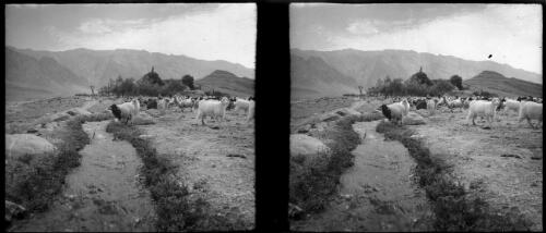 A pretty glimpse near the village of Sheikh Ali Baba about 50 miles SE of Kerman [World War II] [picture] : [Iran] / [Frank Hurley]