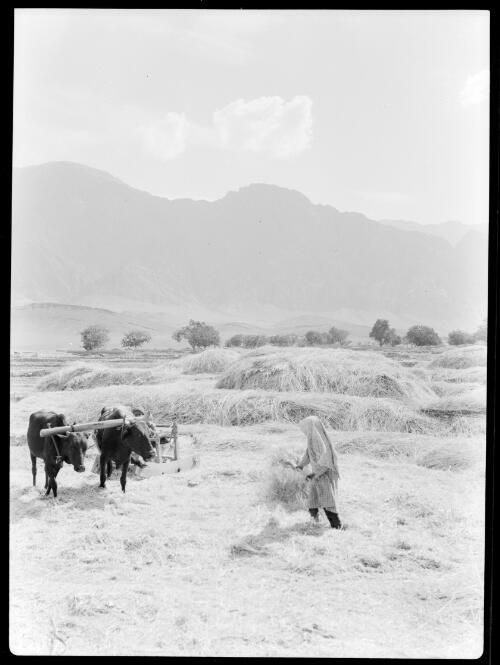 Winnowing wheat, south Iran, ca. 1943, 1 [picture] / [Frank Hurley]