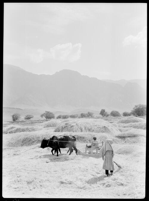 Winnowing wheat, south Iran, ca. 1943, 2 [picture] / [Frank Hurley]