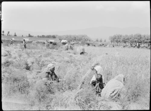 [Harvesting scene in a fieldI] [picture] : [Iran, World War II] / [Frank Hurley]